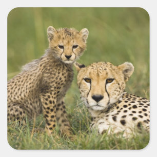 Sticker Carré Guépard, Acinonyx jubatus, avec son petit
