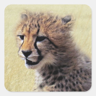 Sticker Carré Guépard mignon CUB de bébé