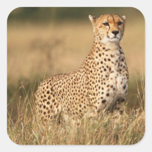 Sticker Carré Guépard sur un petit monticule pour une meilleure