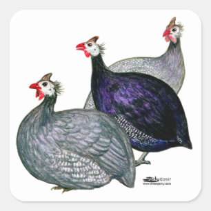 Sticker Carré Guineas trois