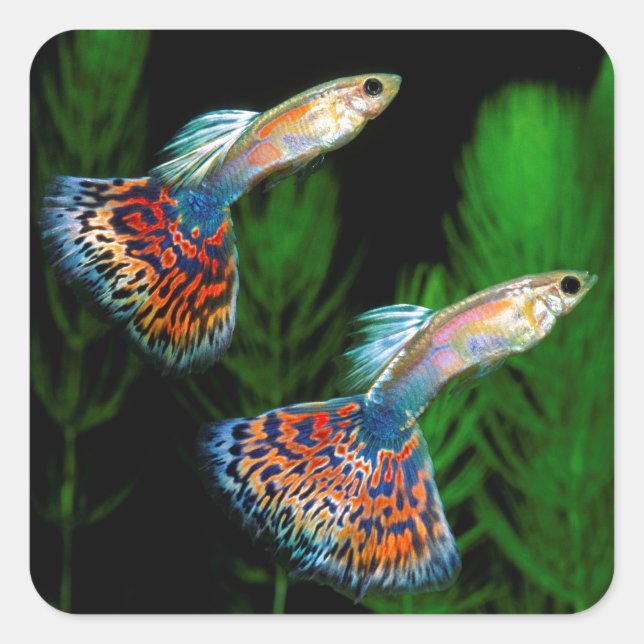 Sticker Carré Guppies (Devant)