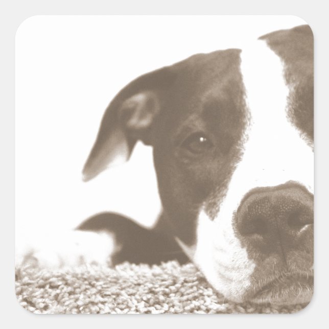 Sticker Carré haïr l'acte pas la race aimable pitbull sepia (Devant)