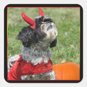 Sticker Carré Halloween Shih Tzu