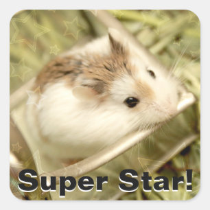 Sticker Carré Hammyville - Cute Hamster
