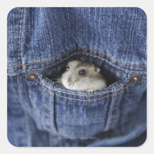 Sticker Carré Hamster dans la poche