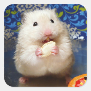 Sticker Carré Hamster syrien pelucheux Kokolinka mangeant une