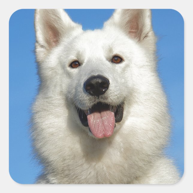 Sticker Carré Happy Swiss Shepherd dog (Devant)