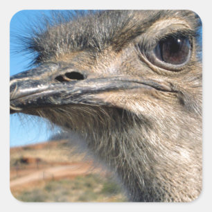Sticker Carré Harry the Happy Ostrich