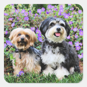 Sticker Carré Havanais - Lola & Yorkie - Molly
