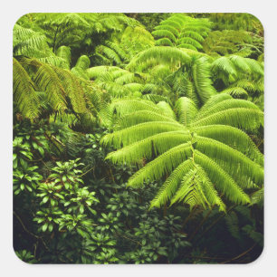 Sticker Carré Hawaii, Grande Ile, Verdure tropicale luxuriante e