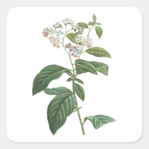 Sticker Carré héliotrope(Heliotropium corymbosum) par Redouté