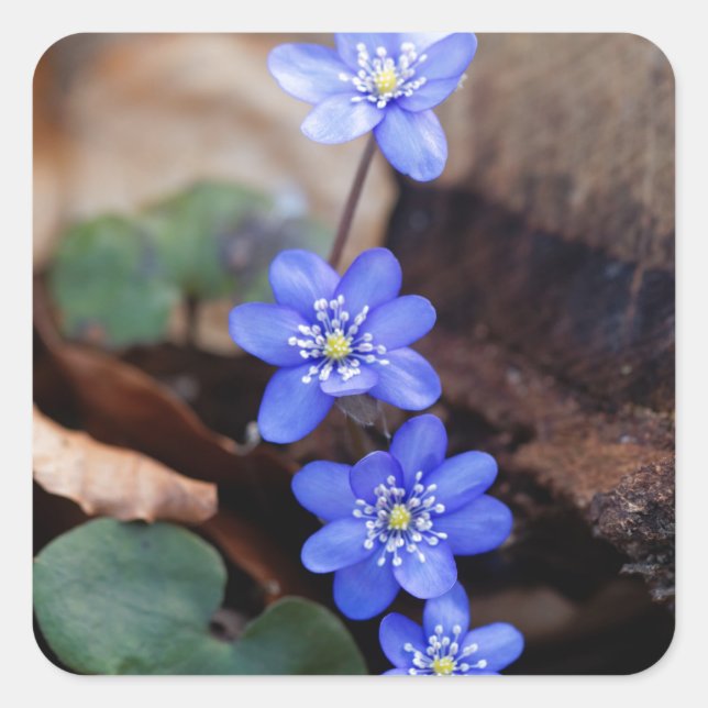 Sticker Carré Hepatica commun (Hepatica nobilis) (Devant)