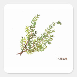 Sticker Carré Herbe de romarin Rosemary aquarelle