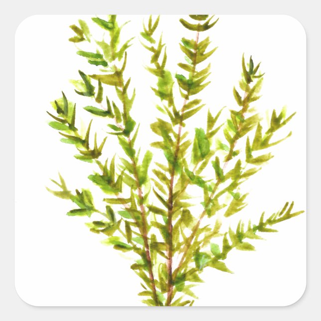 Sticker Carré Herbes de thym Herbes botaniques (Devant)