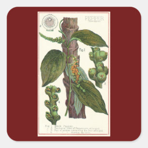 Sticker Carré Herbes et épices alimentaires vintage, plante de p