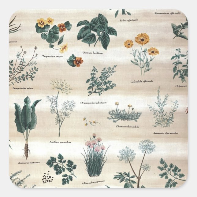 Sticker Carré Herbes Fleurs Plantes (Devant)
