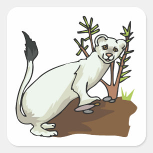 Sticker Carré Hermine Belette Blanche Hiver Faune