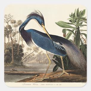 Sticker Carré Héron de Louisiane de Birds of America