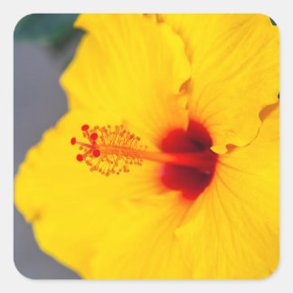 Sticker Carré Hibiscus jaune de près