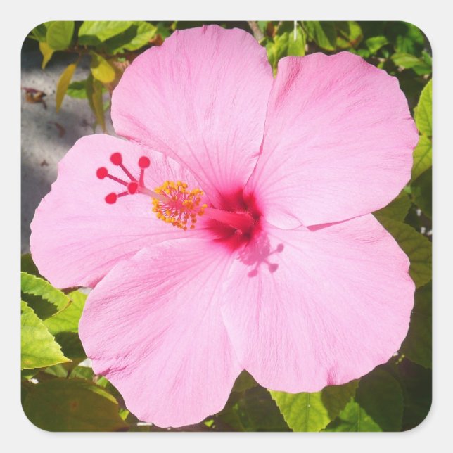 Sticker Carré Hibiscus rose Fleur tropicale (Devant)
