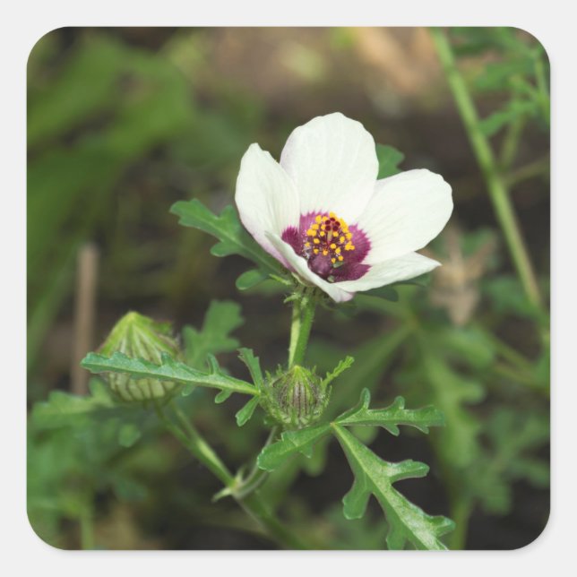Sticker Carré Hibiscus Trionum - Fleur d'une heure (Devant)