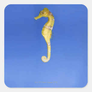 Sticker Carré Hippocampe