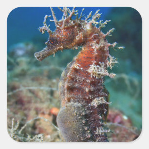 Sticker Carré Hippocampe   Hippocampus Ramulosus