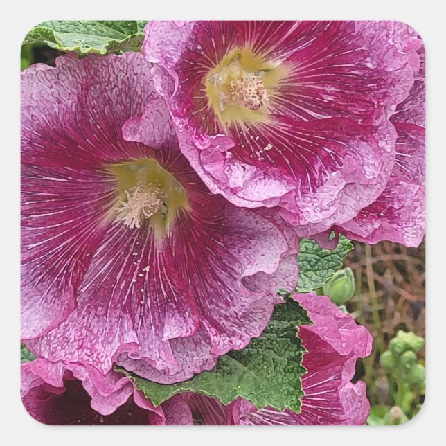 Sticker Carré Hollyhock rose beauté (Devant)