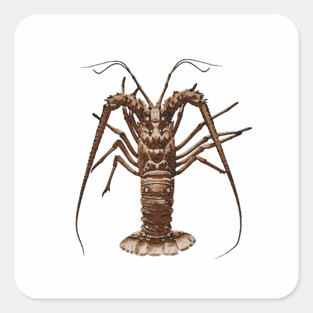 Sticker Carré Homard épineux des Caraïbes (Devant)