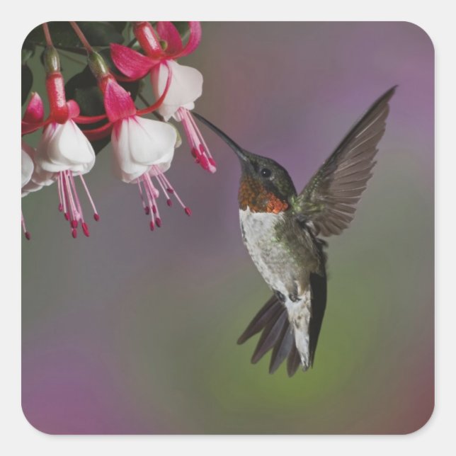 Sticker Carré Homme Ruby gorge colibri, Archilochus (Devant)