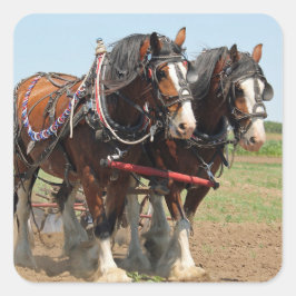 Sticker Carré Horse Clydesdale Agriculture Photo