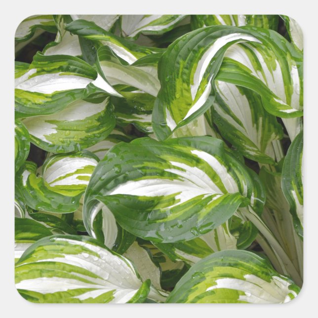Sticker Carré Hosta feuille rayé vert et blanc (Devant)