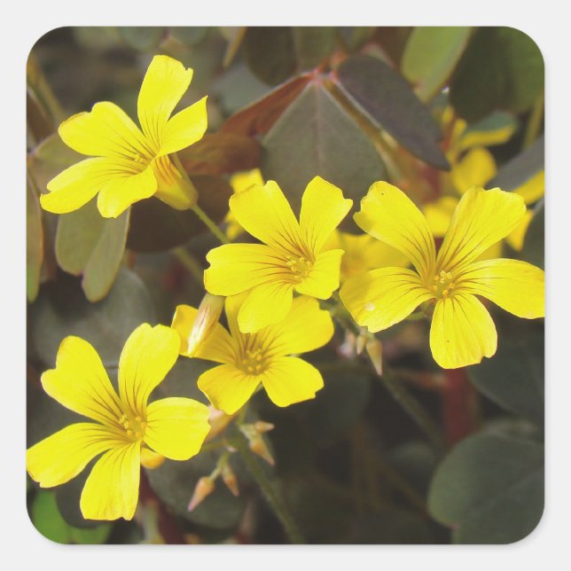 Sticker Carré Houseplant à fleurs jaunes d'Oxalis (Devant)