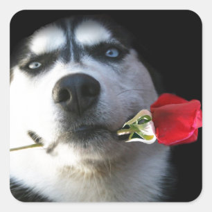 Sticker Carré Husky et Rose Valentine/Chien de tango