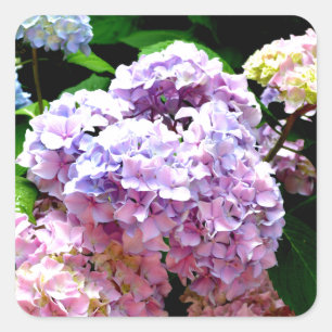 Sticker Carré Hydrangea garden, rose, bleu, purple floral