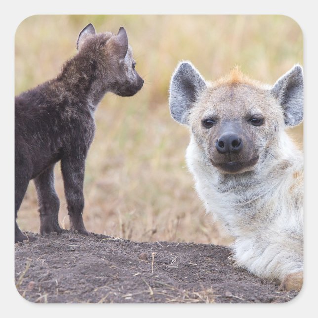 Sticker Carré Hyena avec jeune (Devant)