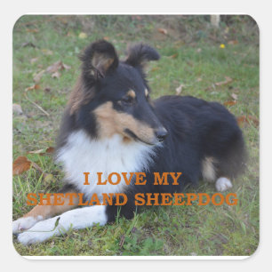 Sticker Carré I Love My Shetland Sheepdog Black Tri