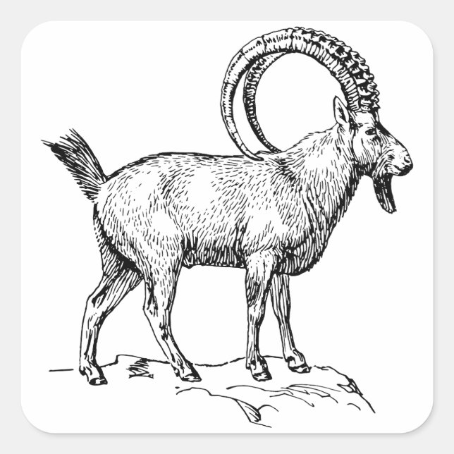 Sticker Carré Ibex (Devant)