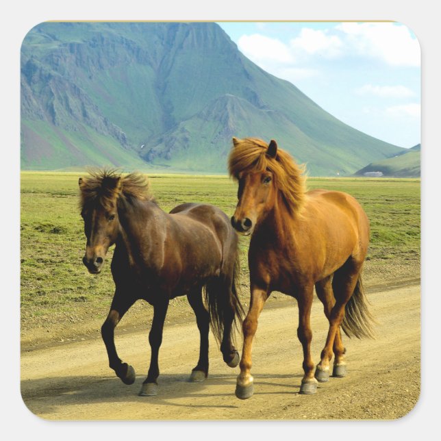 Sticker Carré Icelandic Horses (Devant)