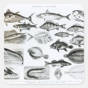 Sticker Carré Ichthyologie Poissons osseux