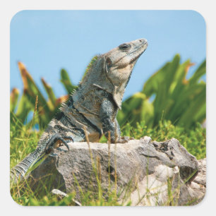 Sticker Carré Iguana