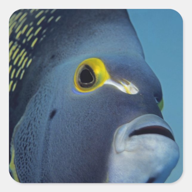 Sticker Carré Îles Caïmans, Pomacanthus française (Devant)