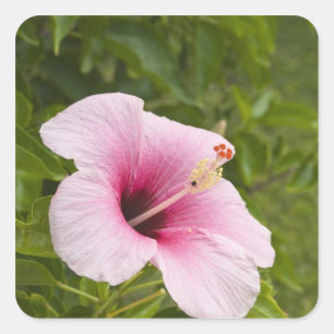 Sticker Carré Îles Cook, Atiu. Fleur d'Hibiscus.