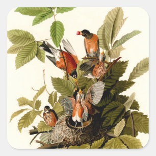Sticker Carré Illustration Audubon American Robin Wildlife Bird