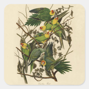 Sticker Carré Illustration Audubon Carolina Parrot Bird