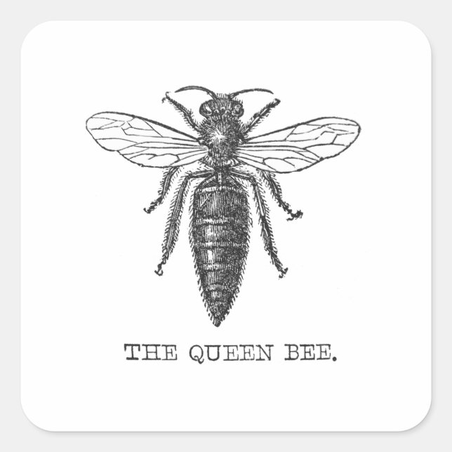Sticker Carré Illustration d'antiquité de l'insecte de la reine  (Devant)