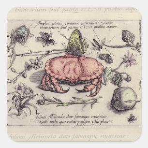Sticker Carré Illustration de fleur d'insecte botanique de crabe