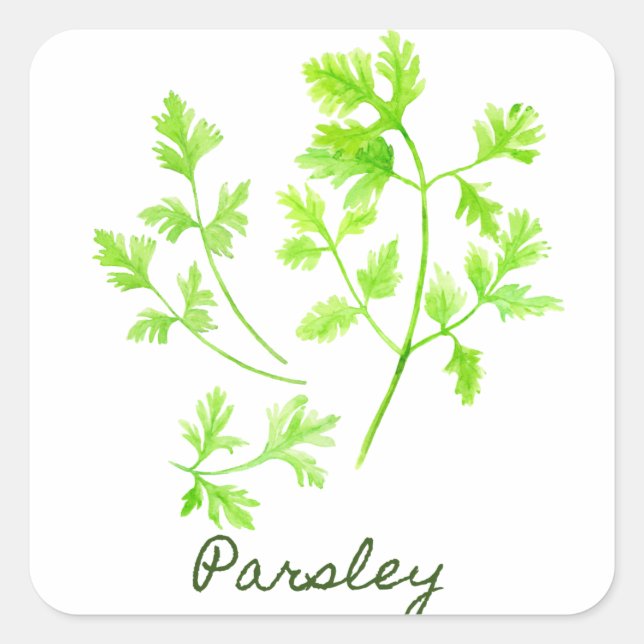Sticker Carré Illustration de persil d'herbe d'aquarelle (Devant)