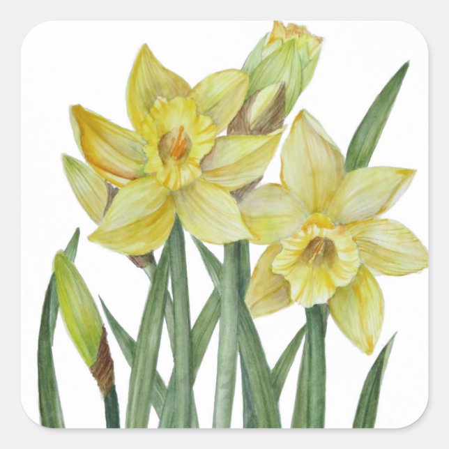 Sticker Carré Illustration du portrait des jonquilles d'aquarell (Devant)