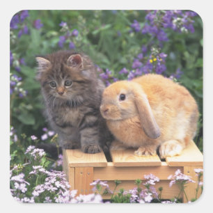 Sticker Carré Image d'un chaton et d'une position de lapin